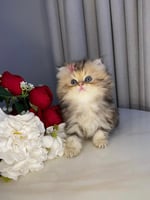 ذكر- بيرشن مون فيس - اطراف قصيره مستوى Top