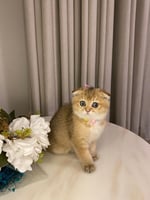 انثى-سكوتش فولد Ny25