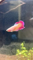 أنثى فايتر – Female Betta
