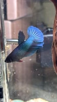 أنثى فايتر – Female Betta