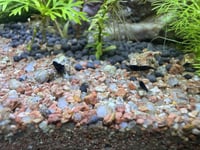 شريمب أزرق – Blue Shrimp