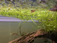 السرخس المائي عريض الأوراق