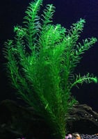 إلوديا دانسا – Elodea densa