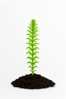 إلوديا دانسا – Elodea densa