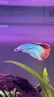 ذكر فايتر | Male Betta