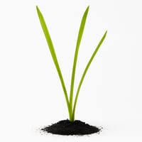 ڤاليسنيريا – Vallisneria