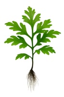 السرخس المائي عريض الأوراق