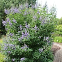 بكت بذور كف مريم