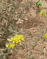 بكت بذور رقروق