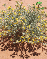 بكت بذور قيصوم