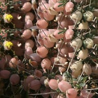 بذور القتاد