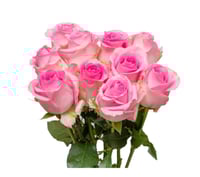 جوري وردي , 10 أغصان