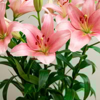 لليوم وردي 10 أغصان