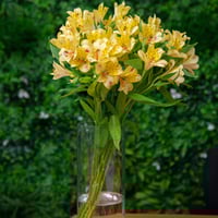 الستمريا أصفر ,10 أغصان