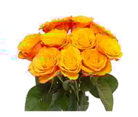 جوري أورنج , 10 أغصان