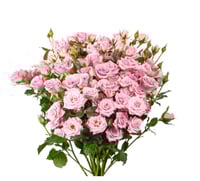 بيبي روز موف 10 أغصان طبيعي