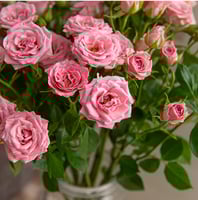 بيبي روز وردي 10 أغصان طبيعي