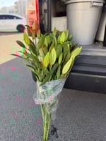 كزبلانكا وردي 10 أغصان