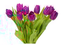 توليب موف طبيعي 10 اغصان