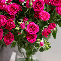 بيبي روز فوشي 10 أغصان طبيعي