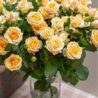 بيبي روز سكري 10 أغصان طبيعي