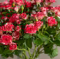 بيبي روز وردي مكس أبيض 10 أغصان طبيعي