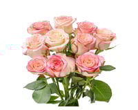 جوري وردي + أبيض , 10 أغصان