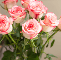 جوري وردي + أبيض , 10 أغصان