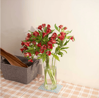 الستمريا أحمر ,10 أغصان