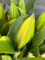 كزبلانكا وردي 10 أغصان