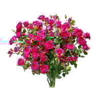 بيبي روز فوشي 10 أغصان طبيعي