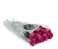 جوري موف غامق , 10 أغصان