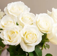 جوري أبيض , 10 أغصان