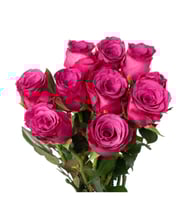 جوري موف غامق , 10 أغصان