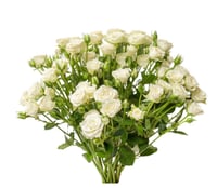 بيبي روز أبيض 10 أغصان طبيعي