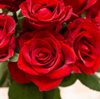 جوري أحمر , 10 أغصان