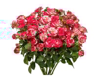 بيبي روز وردي مكس أبيض 10 أغصان طبيعي