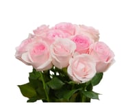 جوري وردي فاتح , 10 أغصان