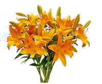 لليوم برتقالي 10 أغصان