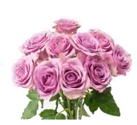 جوري موف فاتح , 10 أغصان