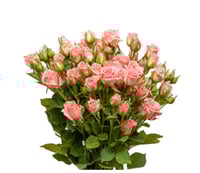 بيبي روز وردي 10 أغصان طبيعي