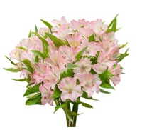 الستمريا وردي ,10 أغصان