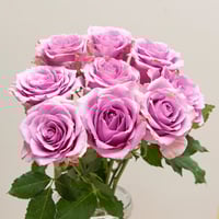 جوري موف فاتح , 10 أغصان