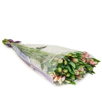 الستمريا وردي ,10 أغصان