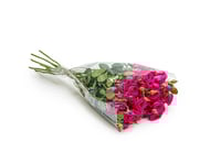 بيبي روز فوشي 10 أغصان طبيعي