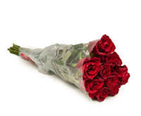 جوري أحمر , 10 أغصان