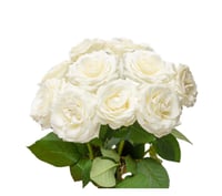 جوري أبيض , 10 أغصان