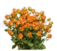 بيبي روز برتقالي 10 أغصان طبيعي