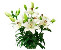 لليوم أبيض 10 أغصان