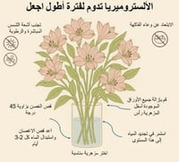 الستمريا وردي ,10 أغصان